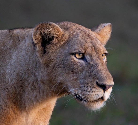 Sabi Sabi Ronald Mutero Msuthlu Pride Female