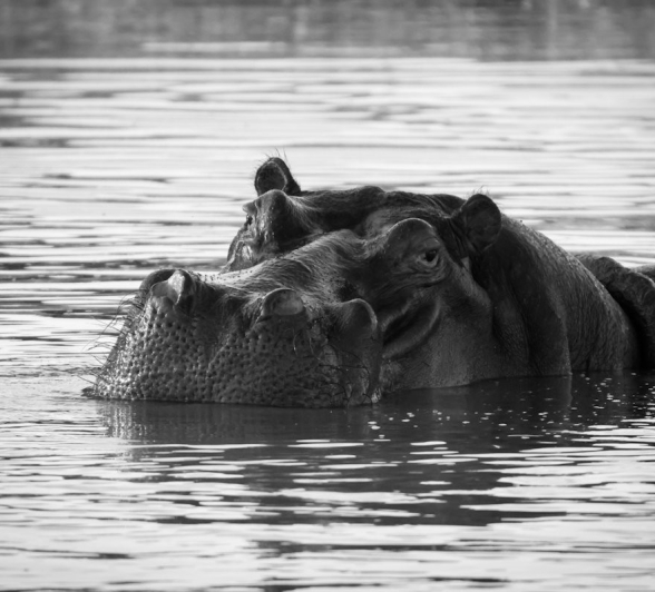 Sabi Sabi Jan Nel Hippo In Water Sabi Sabi Jan Nel Hippo In Water
