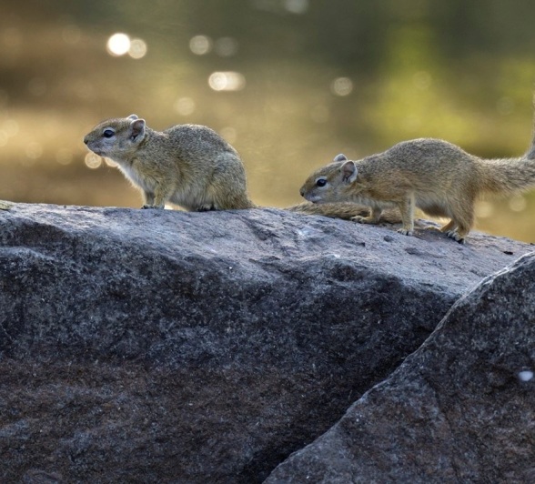 Sabi Sabi Benjamin Loon Squirrel Waterback Sabi Sabi Benjamin Loon Squirrel Waterback