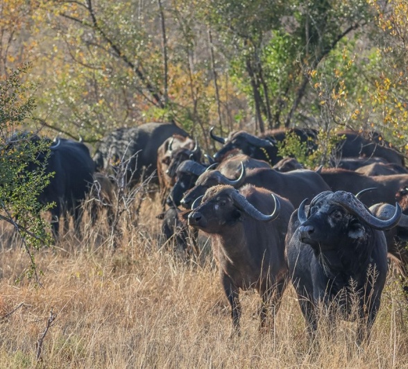Sabi Sabi Ruan Mey Buffaloes Sabi Sabi Ruan Mey Buffaloes