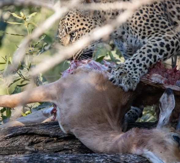 Sabi Sabi Ronald Mutero Golonyi With Kill