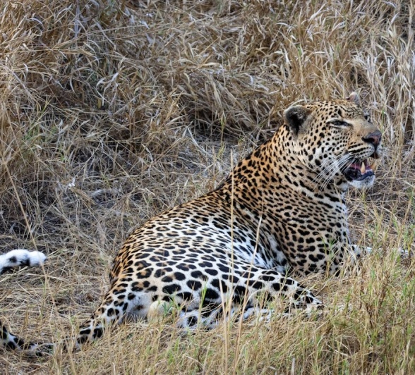 Sabi Sabi Jan Nel Khulwana Male Sabi Sabi Jan Nel Khulwana Male