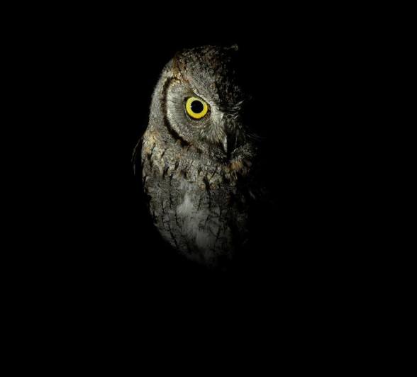 A Scops owl sits in a tree. A Scops owl sits in a tree.