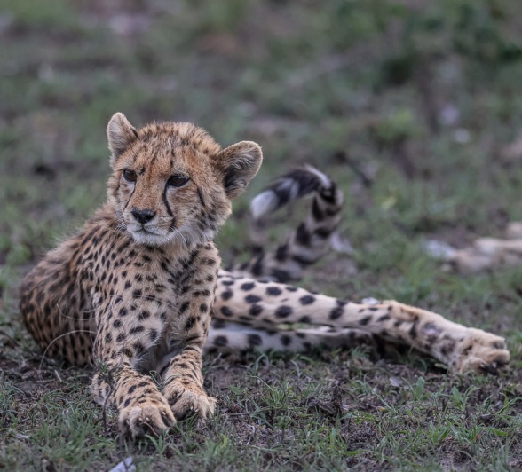 Sabi Sabi Ruan Mey Young Cheetah