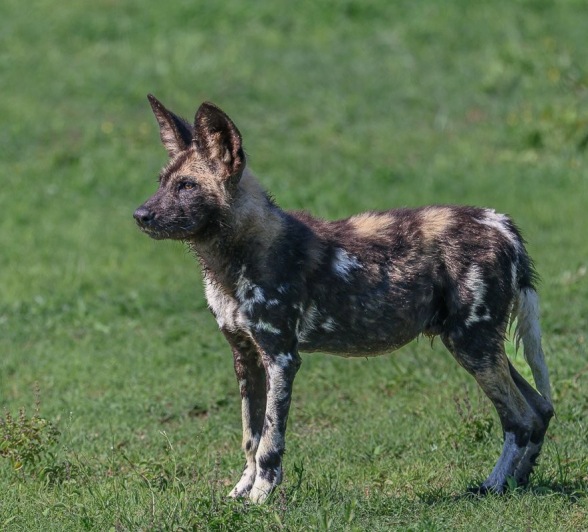 Sabi Sabi Ruan Mey Wild Dog In Wilderness