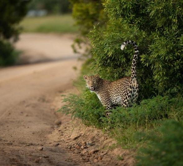 Sabi Sabi Josh Duffus Khurula