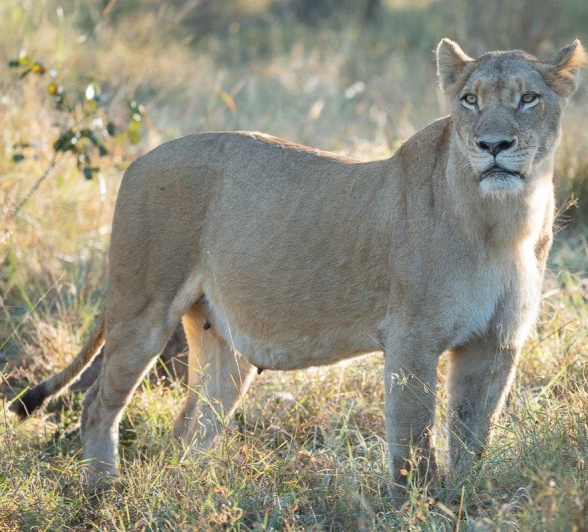 A full-bellied lion scans her environment. 