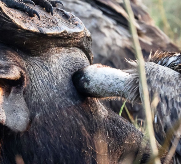 Vultures will gorge themselves when a carcass is available. 