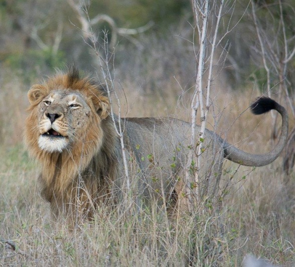 Calling out into the morning, a male lion makes his presence known. Calling out into the morning, a male lion makes his presence known.