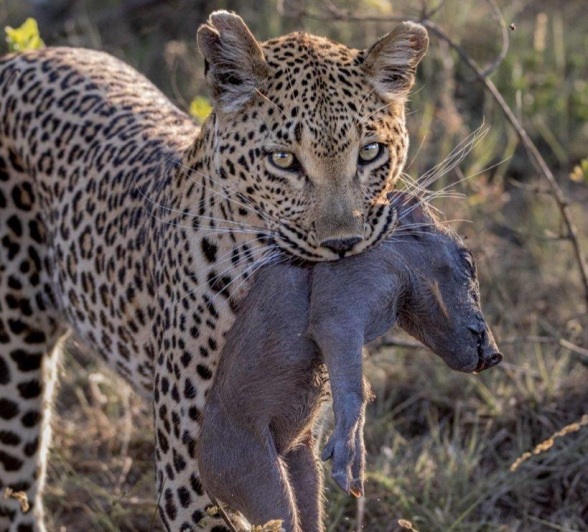 Nstumi emerges from the thicket with a warthog piglet to feed her growing cubs. Nstumi emerges from the thicket with a warthog piglet to feed her growing cubs.