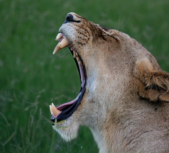 A roaring lioness exposes her broken canine. A roaring lioness exposes her broken canine.