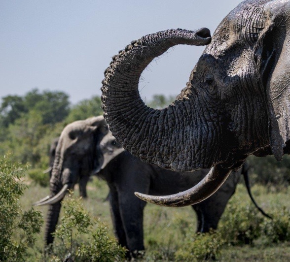Elephants in dense thicket