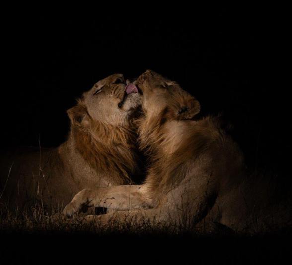 Two young male lions Two young male lions