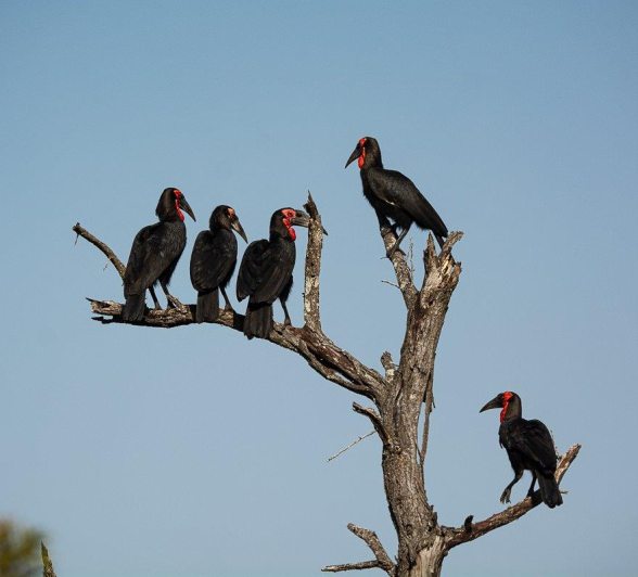 A flock of Southern ground hornbills foraging for food, a rare and endangered sight in the wild.