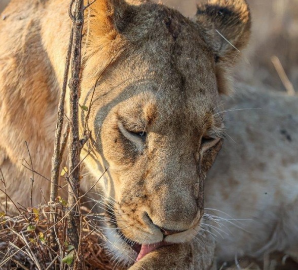 Sabi Sabi Ronald Mutero Styx Licking Paw Sabi Sabi Ronald Mutero Styx Licking Paw