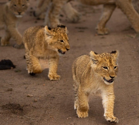 Msuthlu Pride cubs running to safety as a buffalo herd approaches.