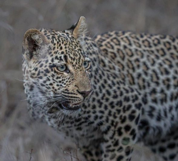 Tengile female leopard looking back as she walks away. Tengile female leopard looking back as she walks away.