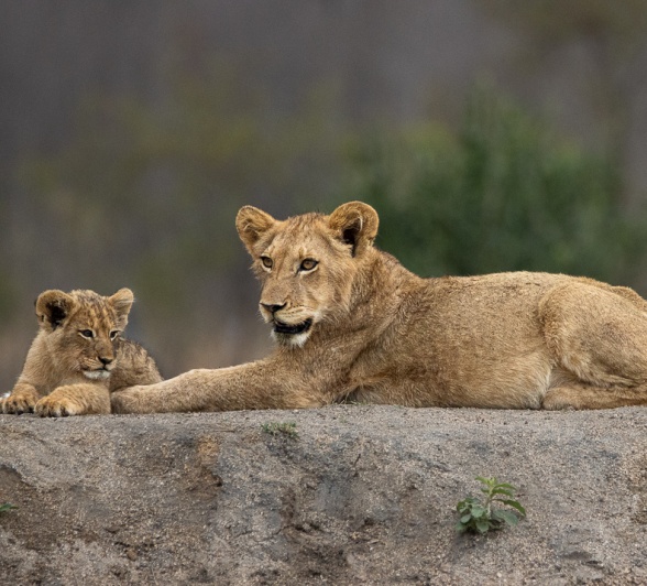 A group of Msuthlu cubs playfully interacting with one another, learning from their environment.