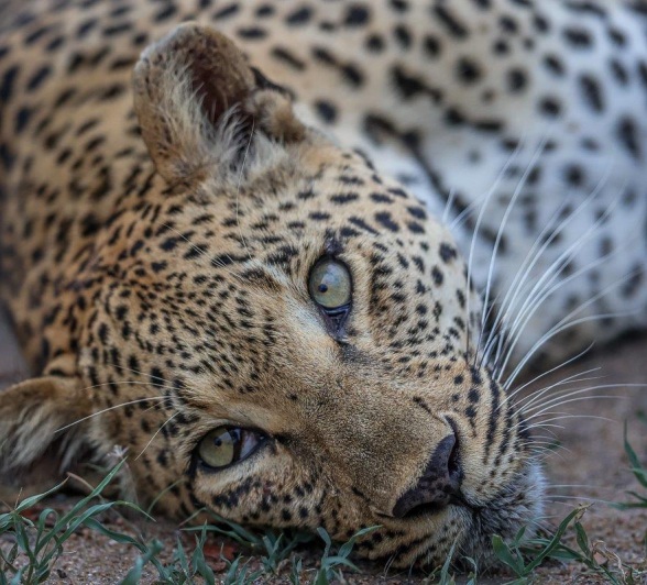 Ntsumi rests. Ntsumi rests.