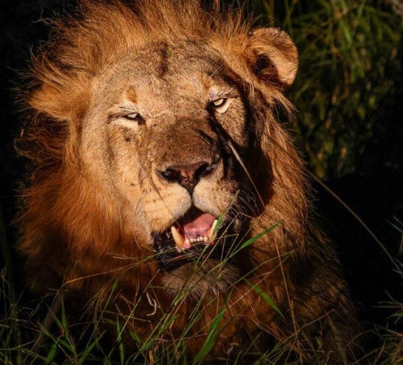 Sabi Sabi Ruan Mey Kambula In Spotlight