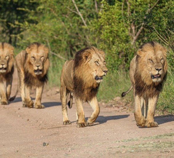 Sabi Sabi Ruan Mey Kambula Males