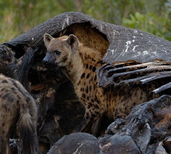 A hyena enjoys the meat from the inside of an elephant carcass. A hyena enjoys the meat from the inside of an elephant carcass.