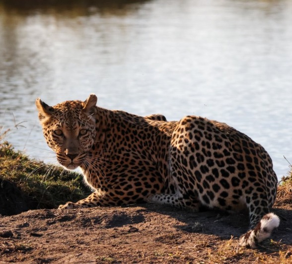 Sabi Sabi Jan Nel Ntsumi Leopard