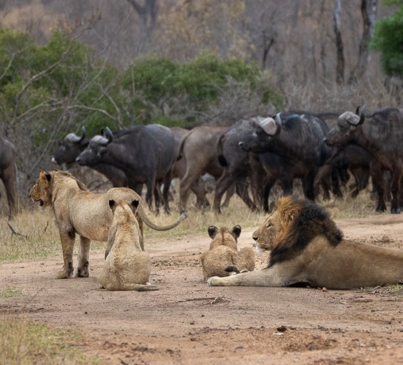 Sabi Sabi Ronald Mutero Msuthlu Lion Pride Sabi Sabi Ronald Mutero Msuthlu Lion Pride