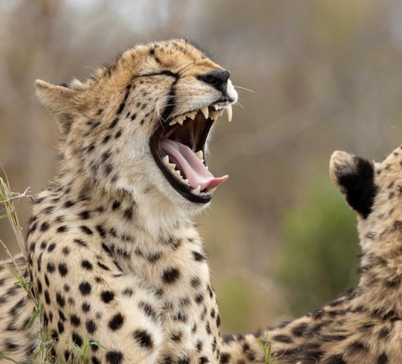 A cheetah yawns. A cheetah yawns.