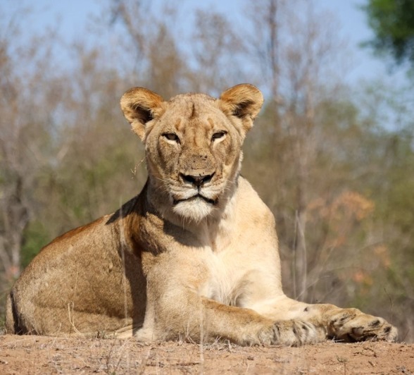 Sabi Sabi Jan Nel Msuthlu Lion
