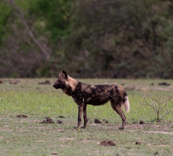 Sabi Sabi Viviane Ladner Wild Dog