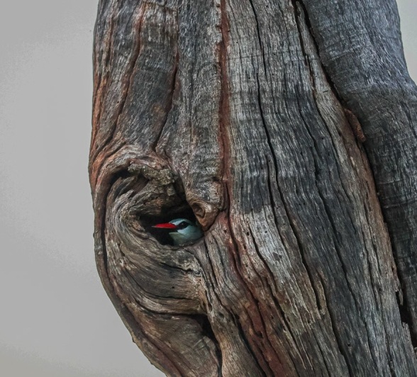 A grey-headed kingfisher spotted in a hole of a tree. 