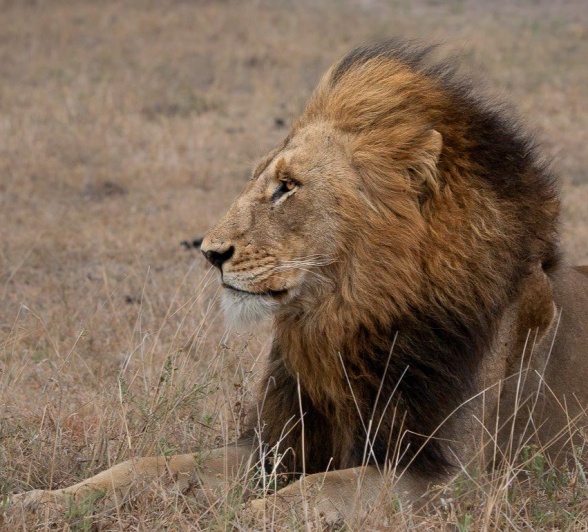 The Gijima males are covering their ground, spending time with the Talamati, Styx and Southern Prides. 