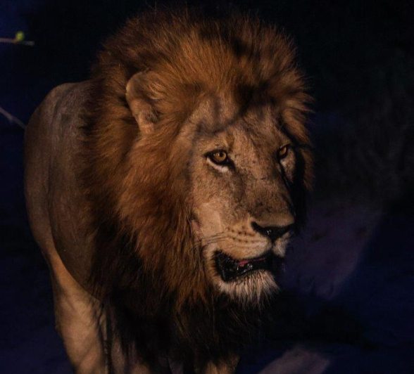 A Gijima male lion under the cover of darkness. 