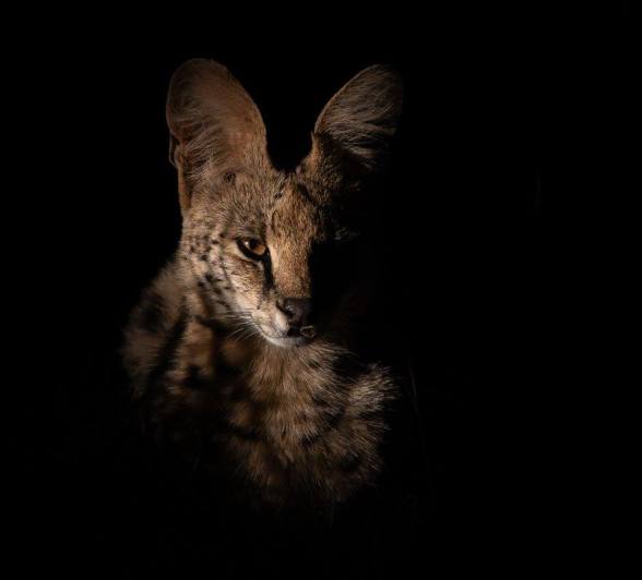 An elusive serval was spotted whilst bumbling along following Kigelia into the evening. An elusive serval was spotted whilst bumbling along following Kigelia into the evening.