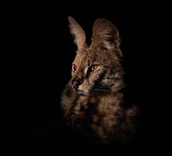 Guest at Sabi Sabi were overjoyed with this rare sighting of a serval on a night drive. Guest at Sabi Sabi were overjoyed with this rare sighting of a serval on a night drive.