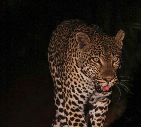 Wided-eyed Khulwana stalks at night. Wided-eyed Khulwana stalks at night.