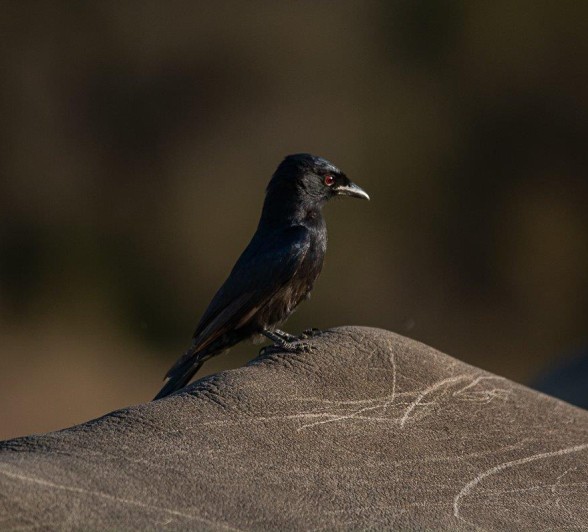 Fork-tailed Drongos will often follow wild animals 