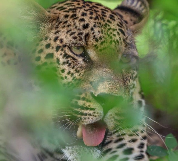 Spotted! The Nottens male through the leaves.