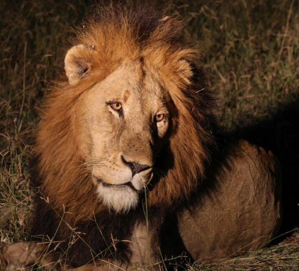 The dark-maned Gijima male lion is sighted after dark. The dark-maned Gijima male lion is sighted after dark.