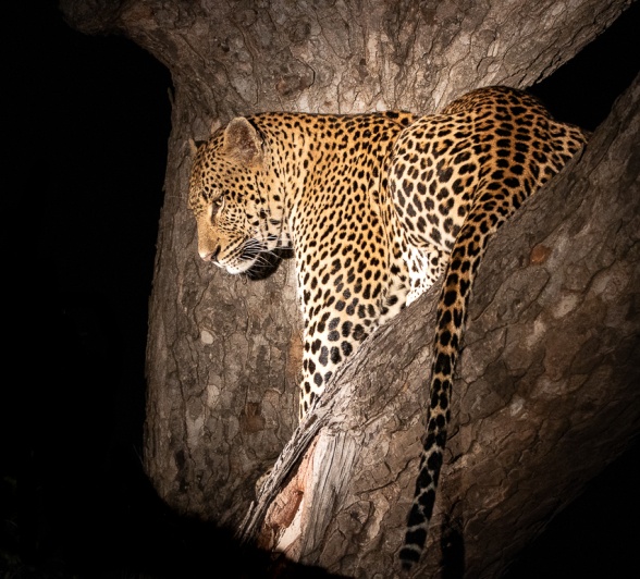 Sabi Sabi Ronald Mutero Khulwana Night In Tree Sabi Sabi Ronald Mutero Khulwana Night In Tree