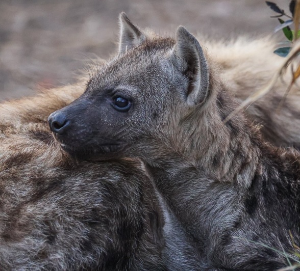 Sabi Sabi Ruan Mey Hyena Pup Sabi Sabi Ruan Mey Hyena Pup