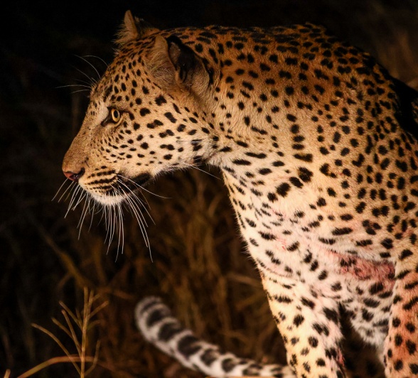 Sabi Sabi Ruan Mey Leopard Looks Around