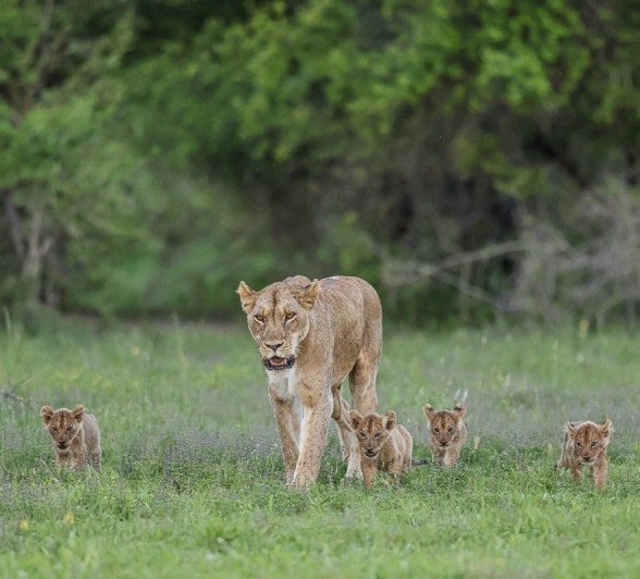 A female from the Styx pride with her four cubs. A female from the Styx pride with her four cubs.