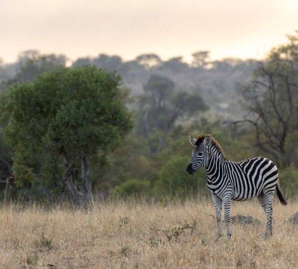 A striking zebra sighting