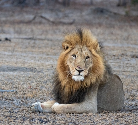 The Gijima male lion spotted not far from the battle grounds near Sabi Sabi. The Gijima male lion spotted not far from the battle grounds near Sabi Sabi.