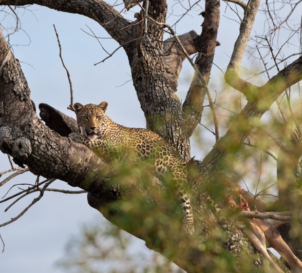 Sabi Sabi Viviane Ladner Kurhula Leopard In Tree Sabi Sabi Viviane Ladner Kurhula Leopard In Tree
