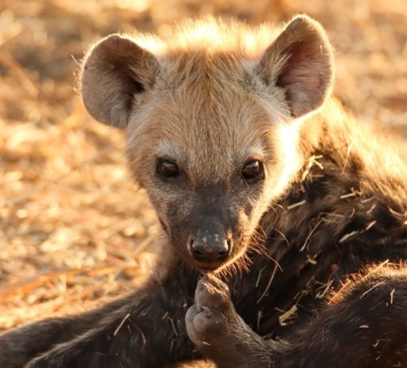 Sabi Sabi Jana Du Plessis Hyena Pup Sabi Sabi Jana Du Plessis Hyena Pup