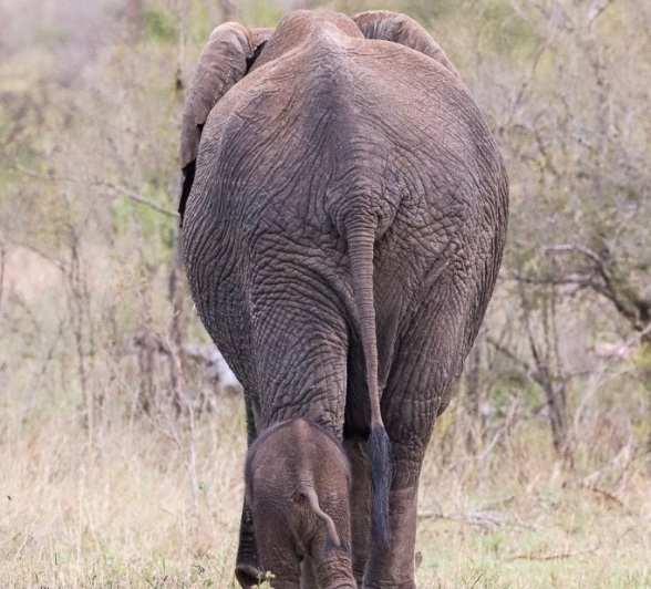 Sabi Sabi Jana Du Plessis Elephant And Calf Sabi Sabi Jana Du Plessis Elephant And Calf