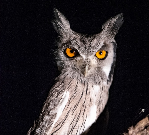 An owl is seen in a tree during a night drive from Sabi Sabi.